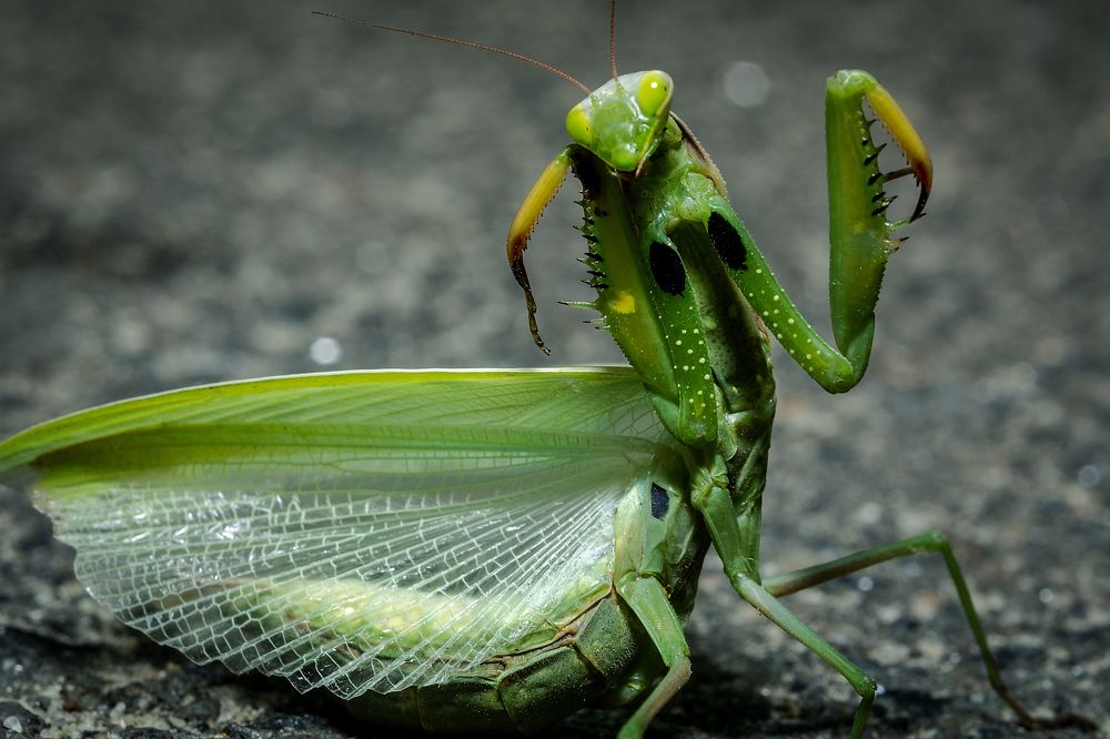 Всем привет!