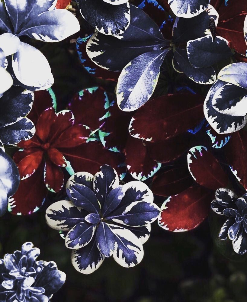 America's vibrant leaves