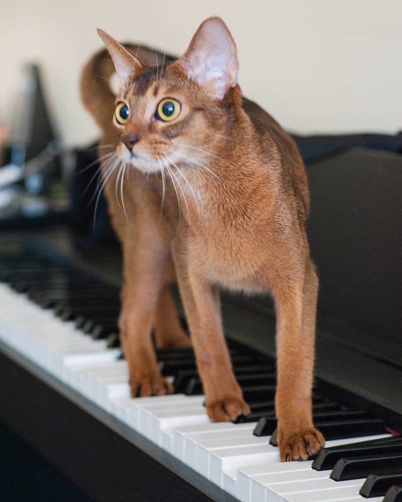 Музыкальная кошка