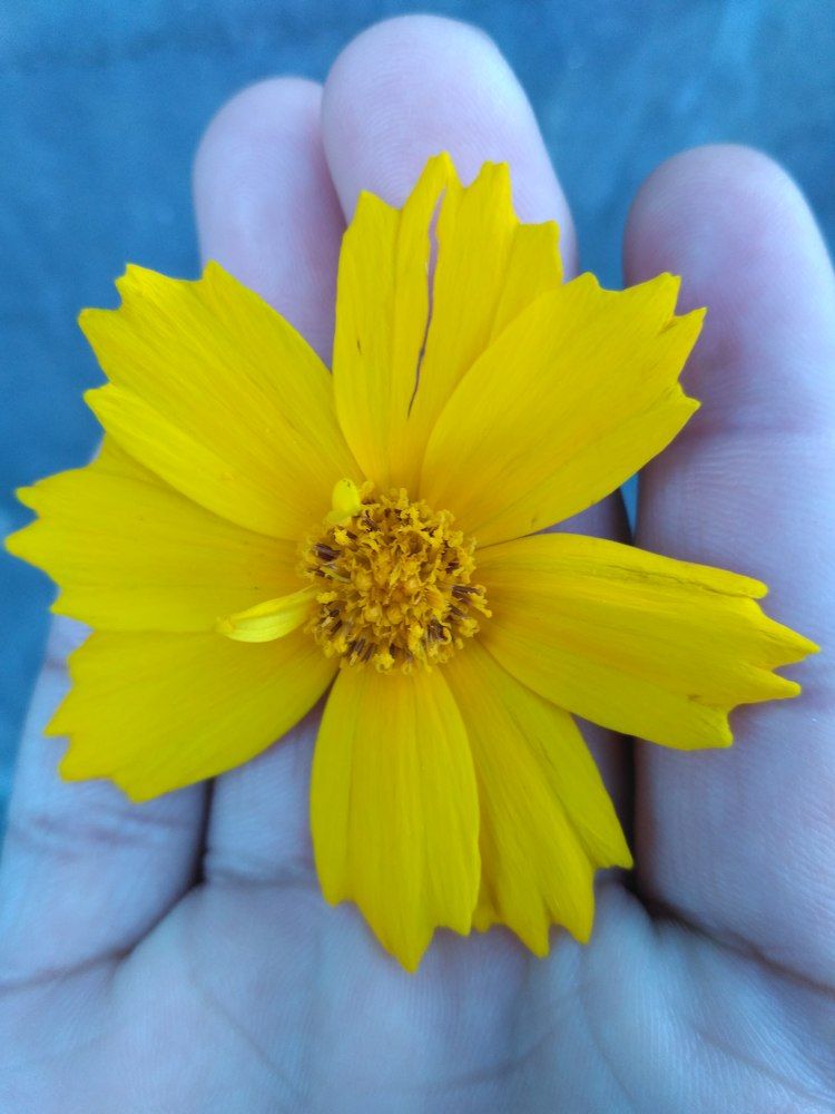 Nature lies in the hand of human