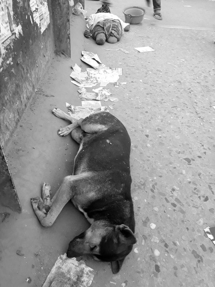 Legless Man and the sleepy dog