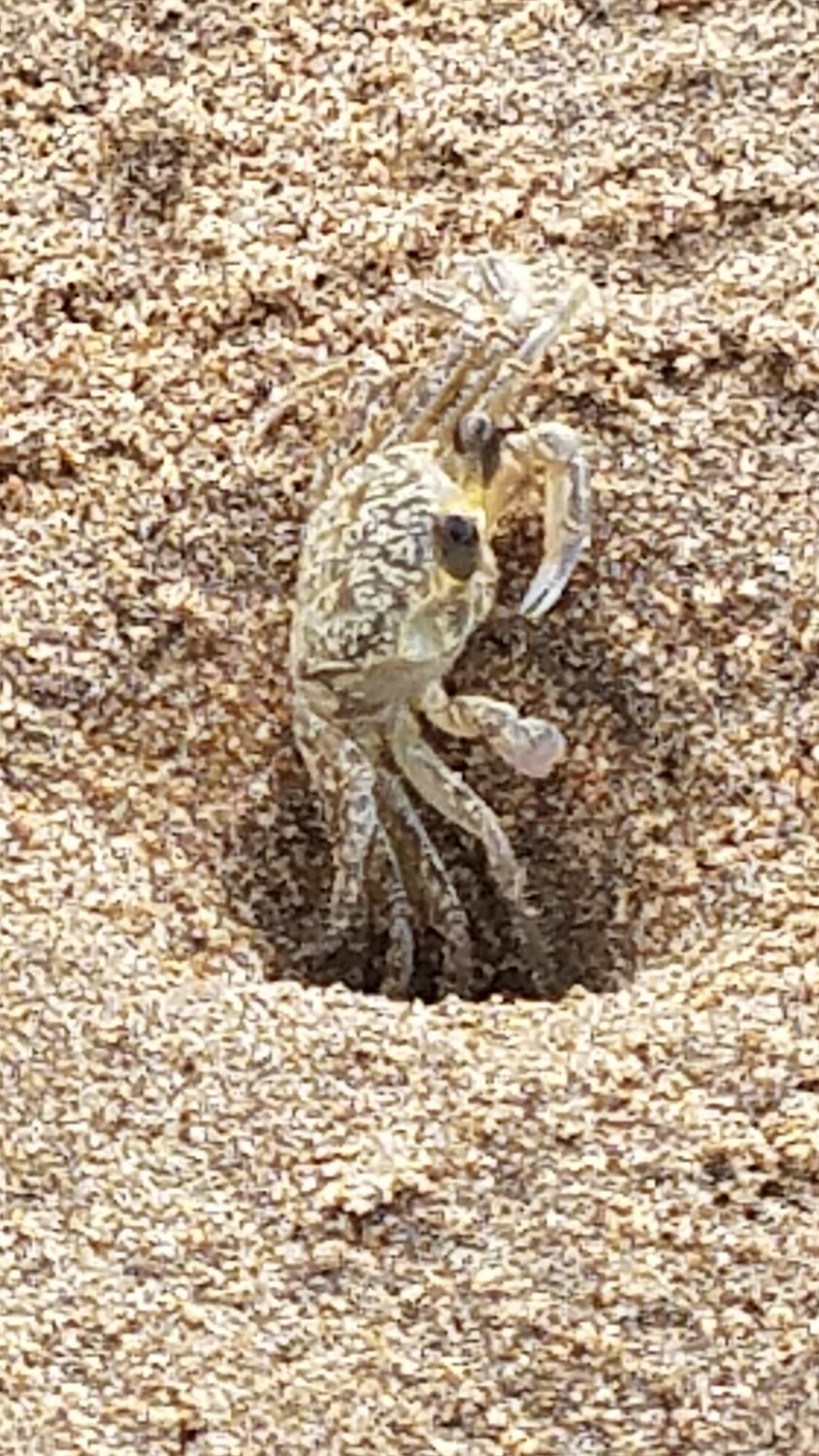 Cangrejo, La Vela de Coro