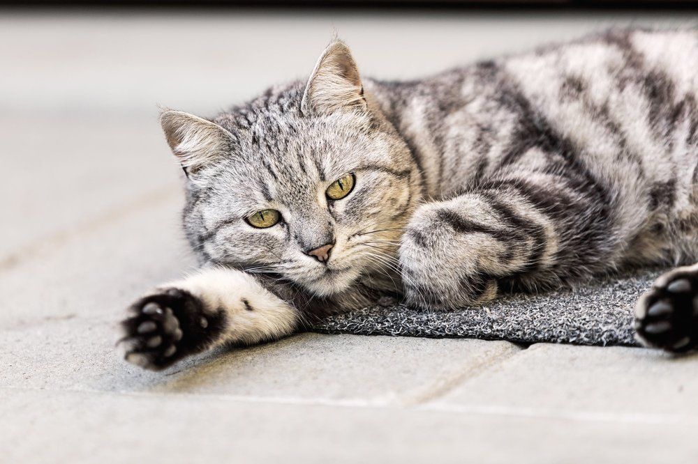 Photograph by Vera Lehem