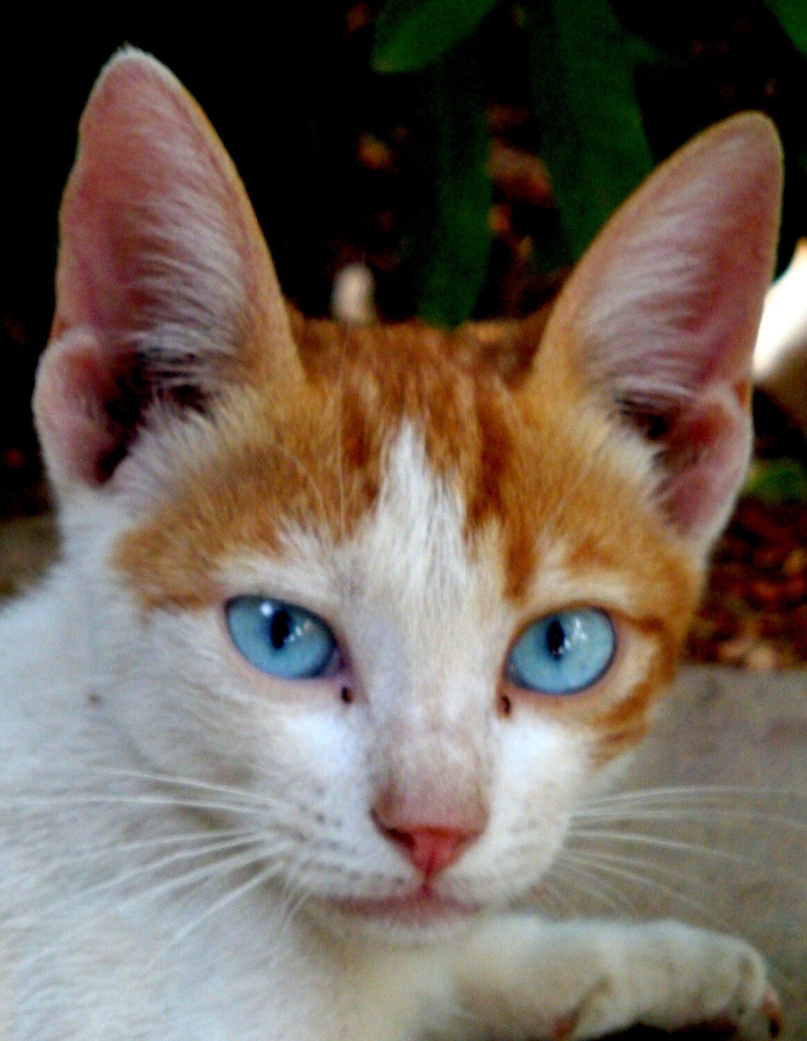 Egyptian cat