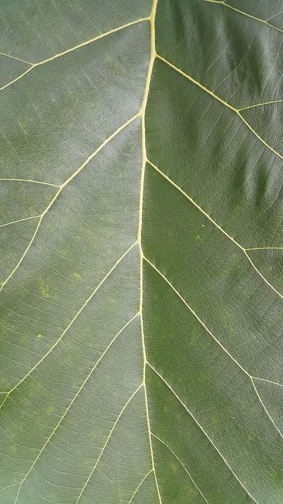 Leaf