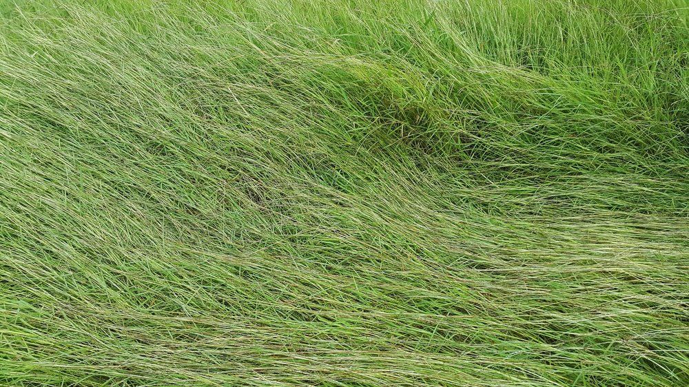 Fallen grass