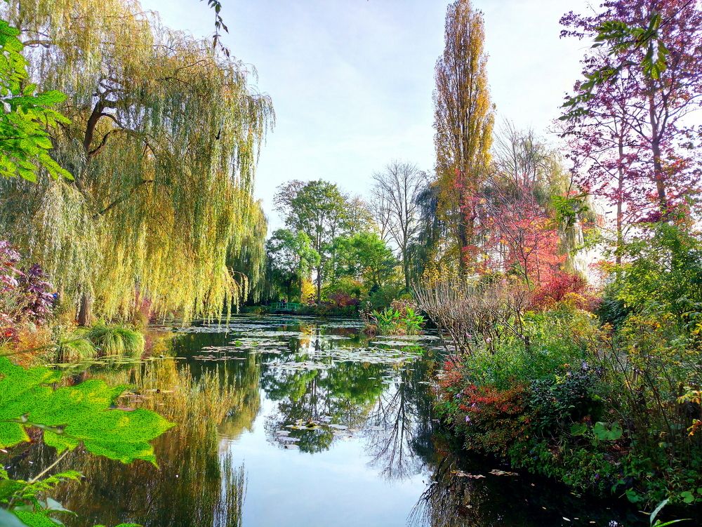 Nymphea lake- Jean Monnet country home - Giverny France