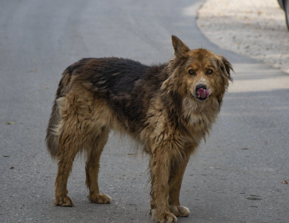 Старичок И добряк Бим...