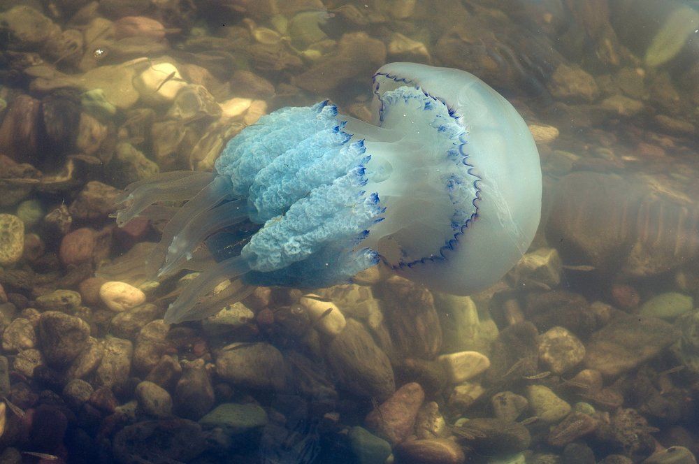 Photograph by Карпова Валентина