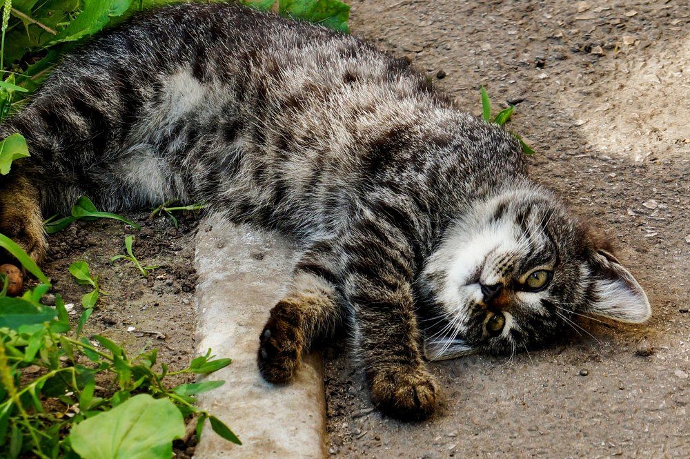 Жизнь хороша... Забавный дворовый малышок..