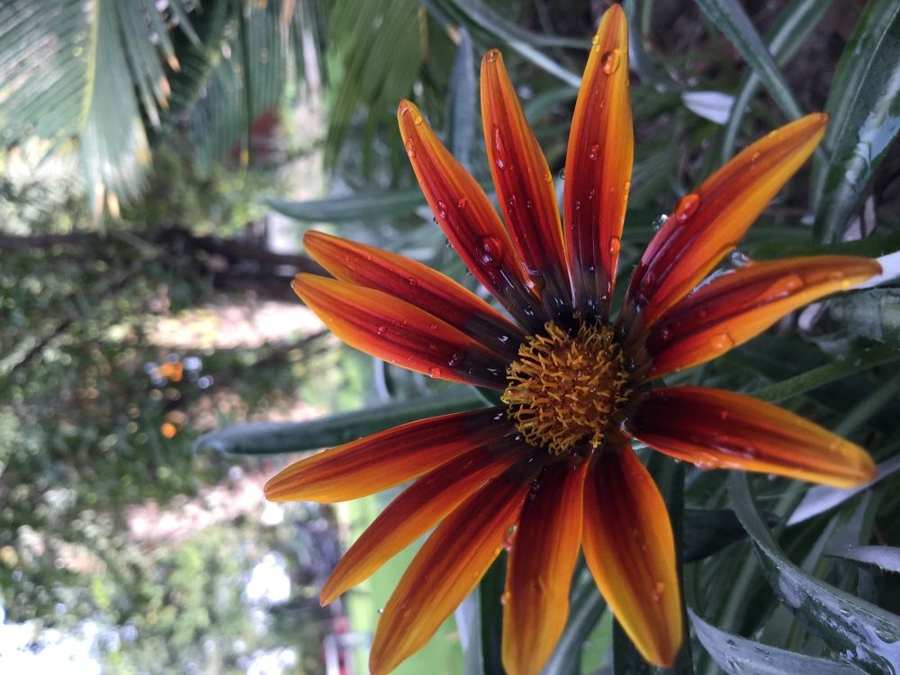 Beauty of nature
