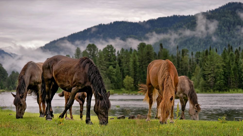 Утро туманное