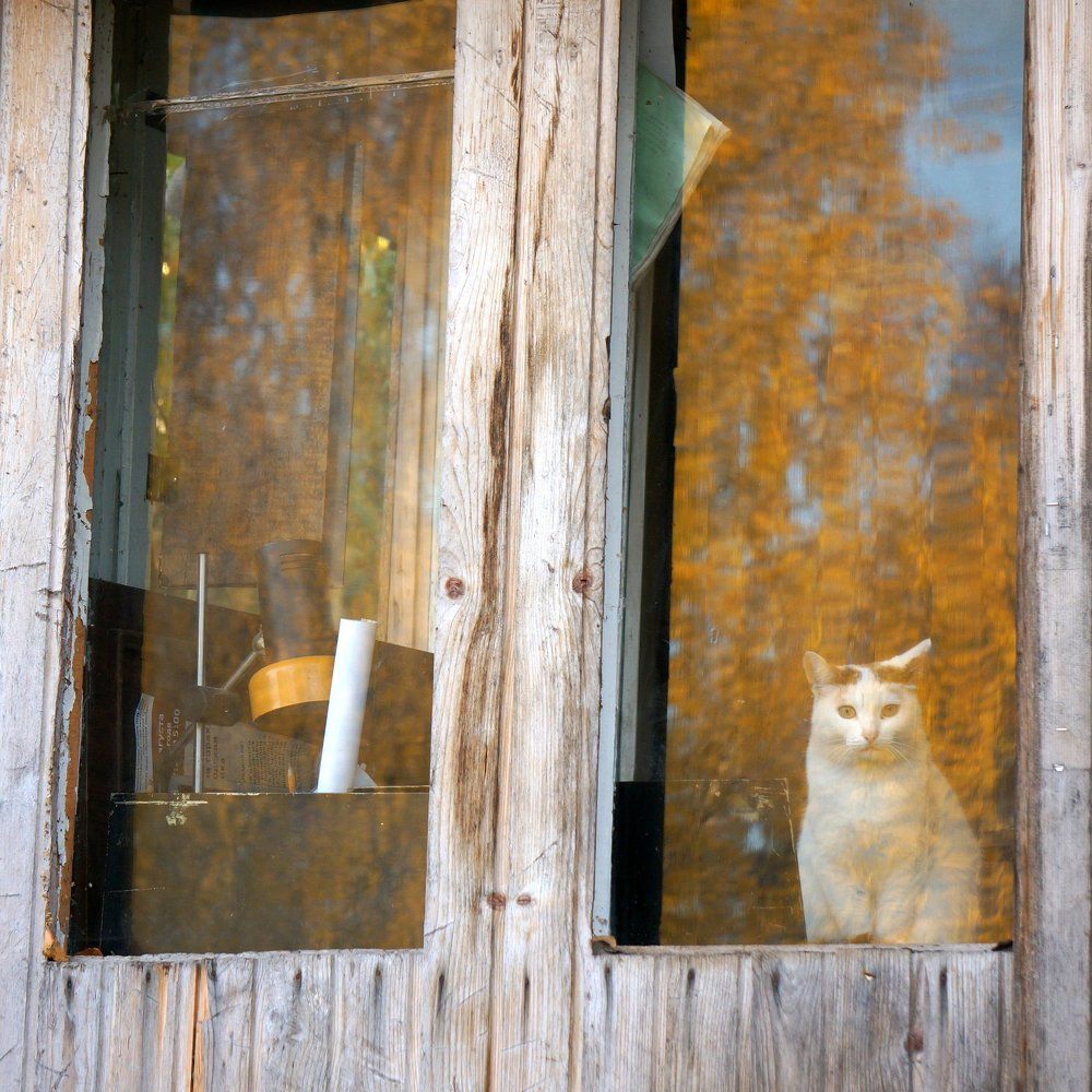 Осенний кот