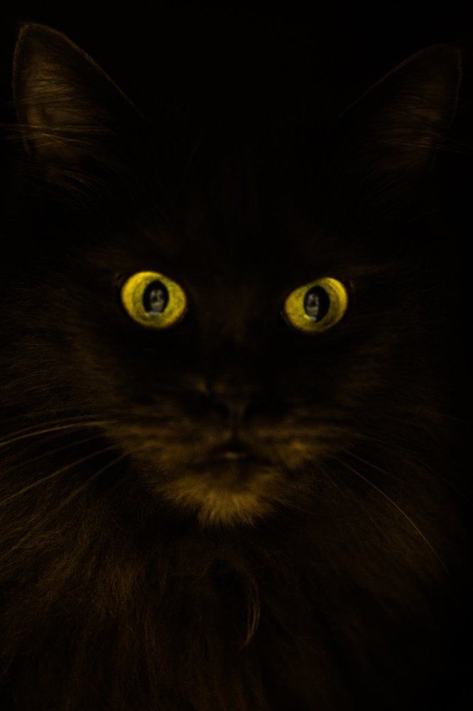 Два зеленых глаза