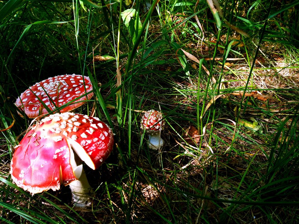 Amanita