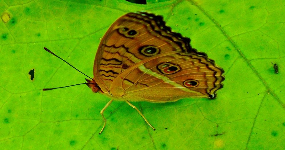 The beauty of butterfly