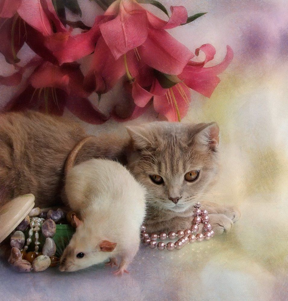 Кошки-Мышки