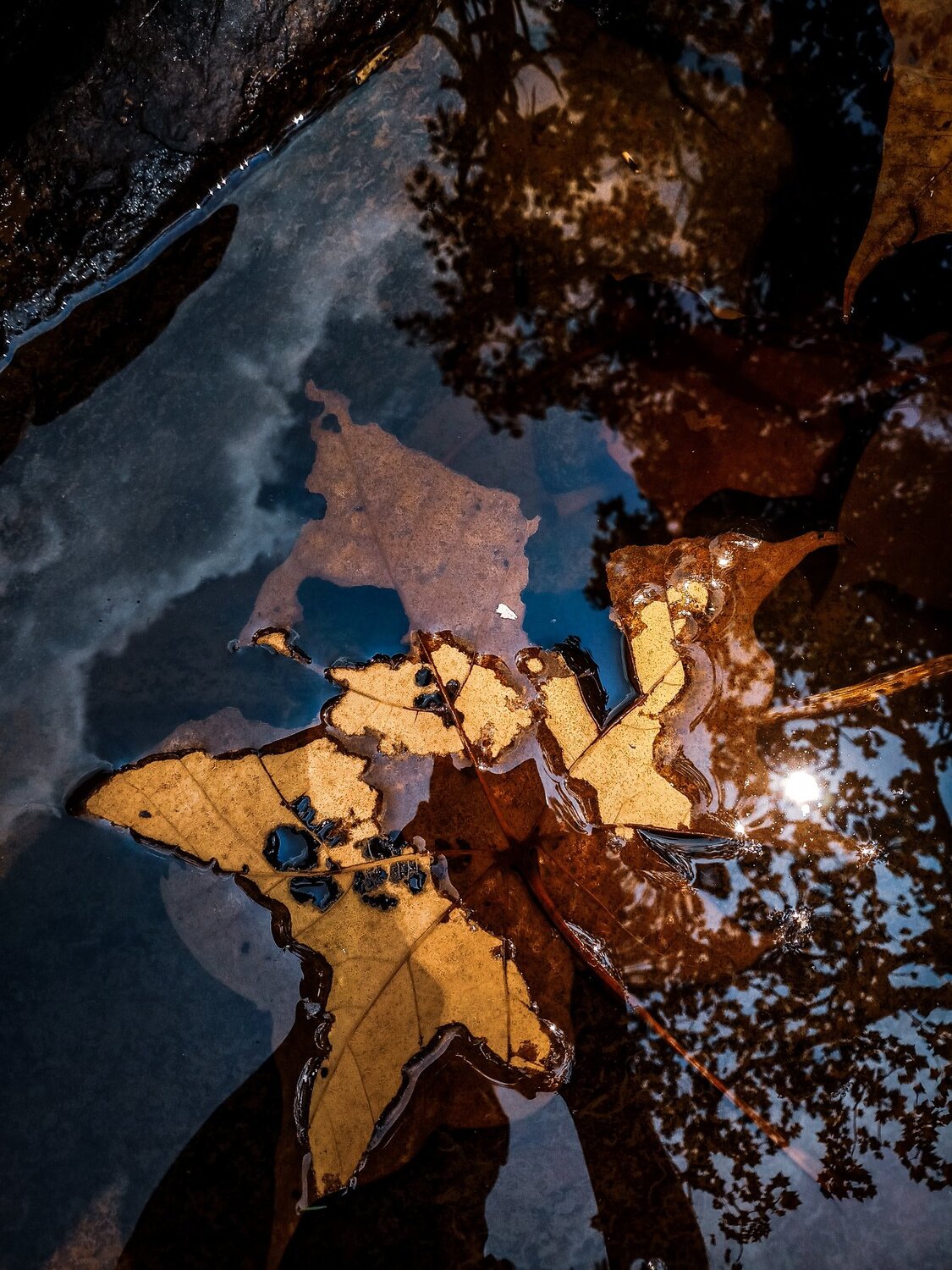 Lonely leaf