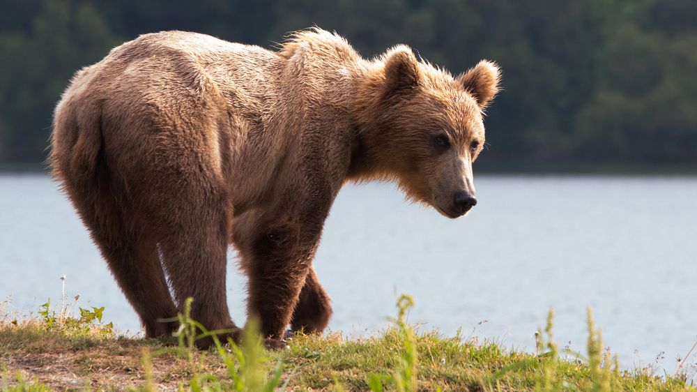 Русская красавица