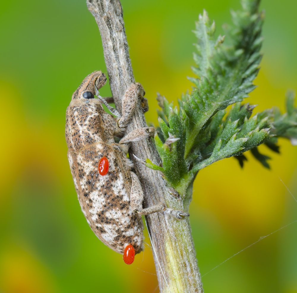 Красные напали