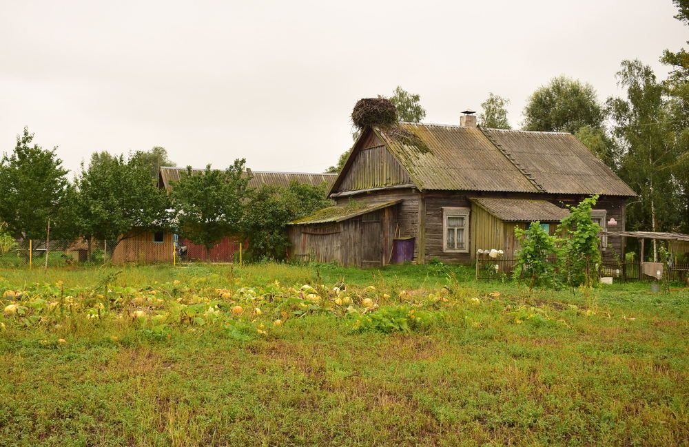 Момент из жизни Полесья