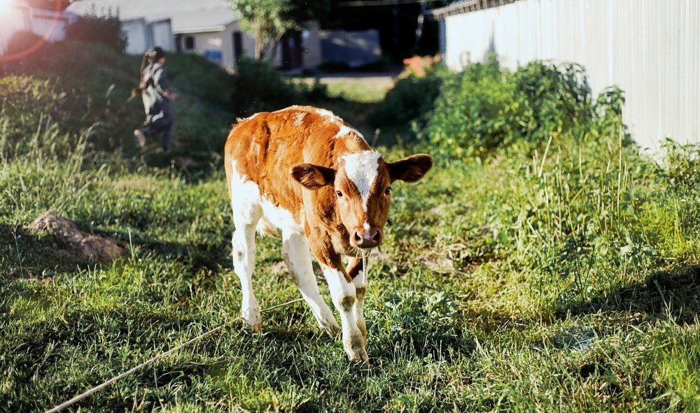 Photograph by Amagaeva Irina