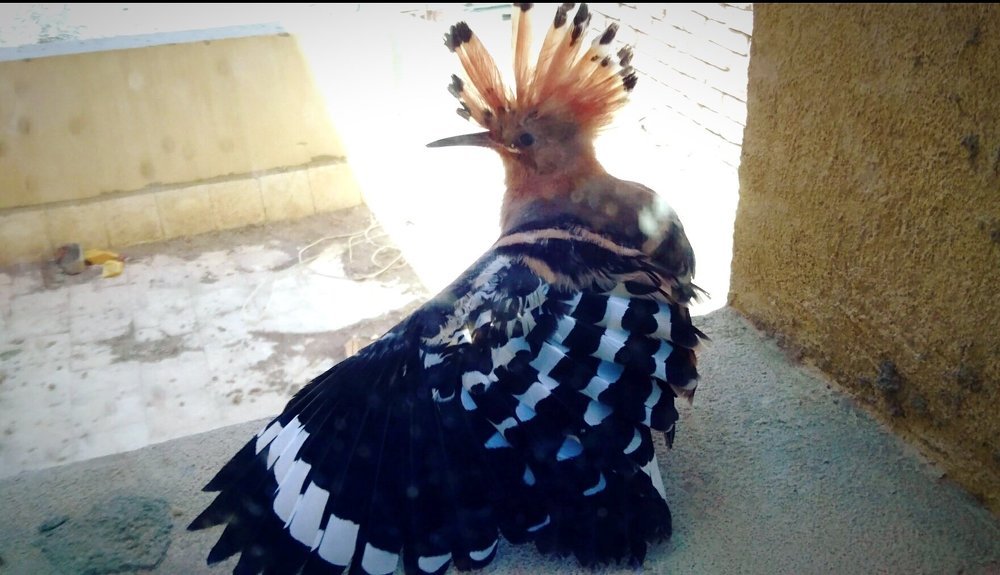 The Hoopoe