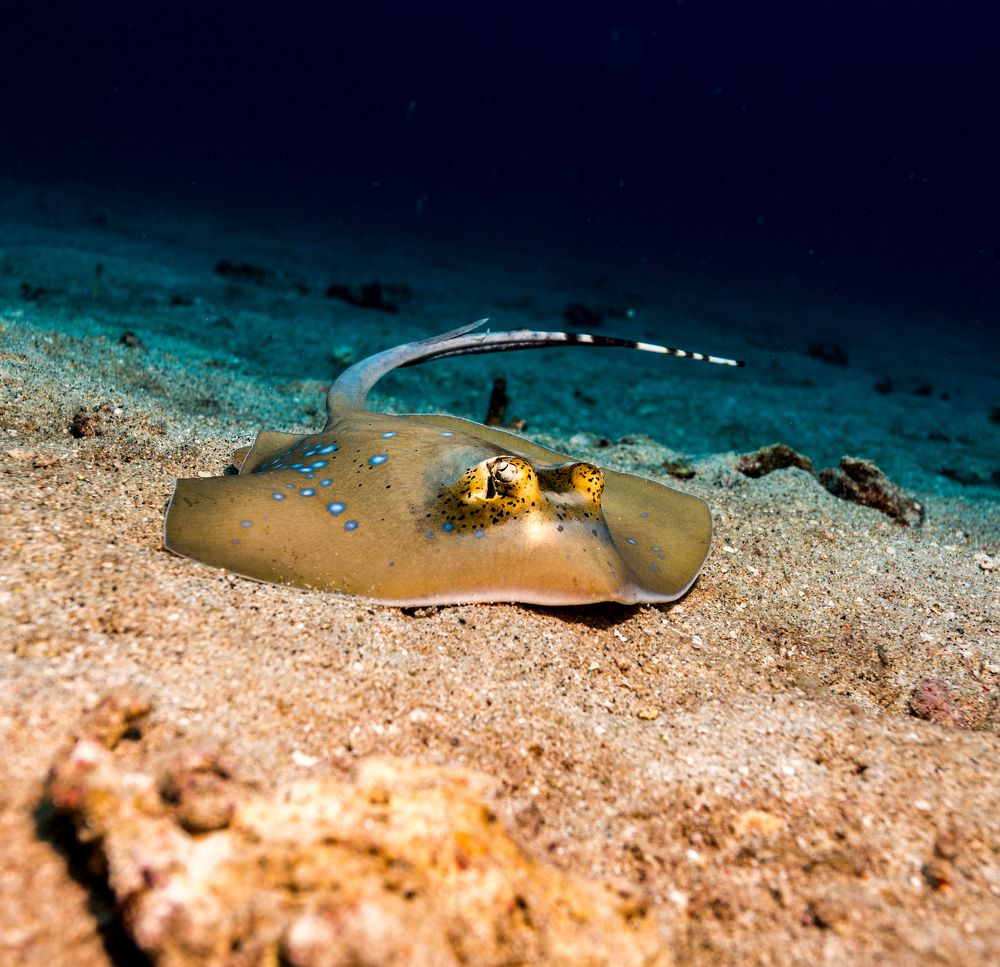 Look a stingray in the eye