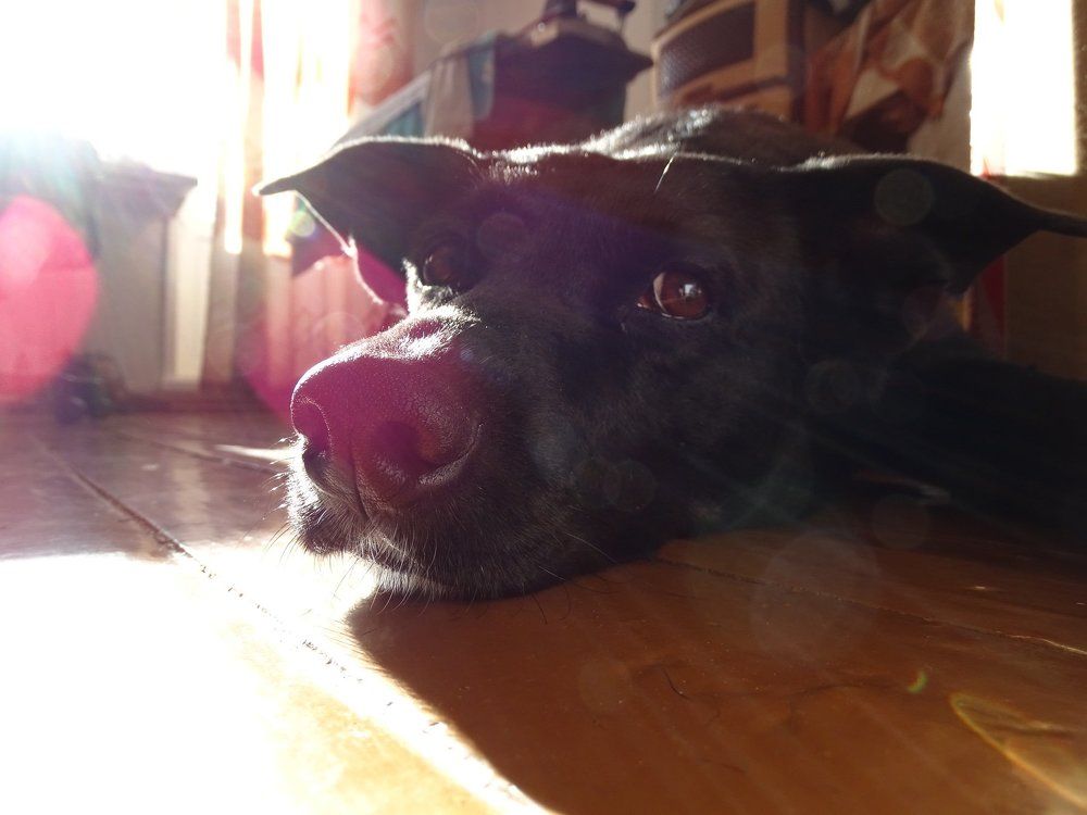 Знакомьтесь, Муха