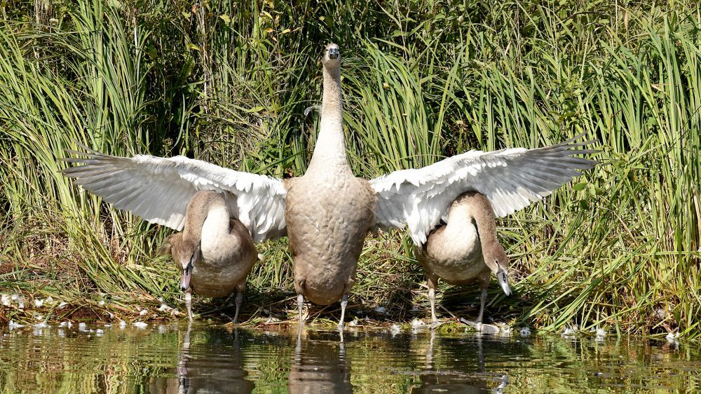 Три брата...