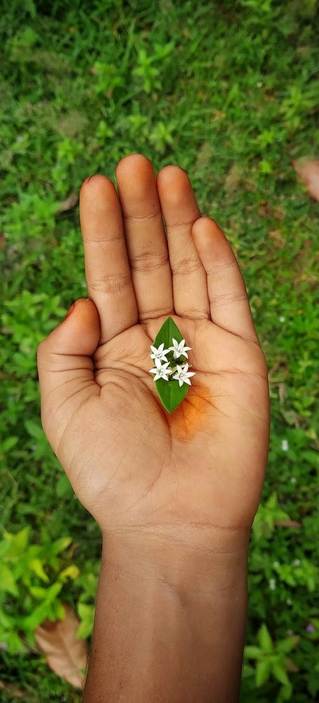 Little Beauty