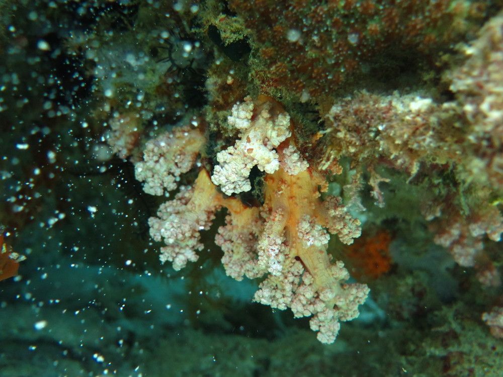 soft corals under water