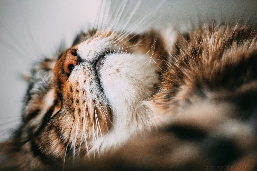 Сладкий котик, сладкий сон