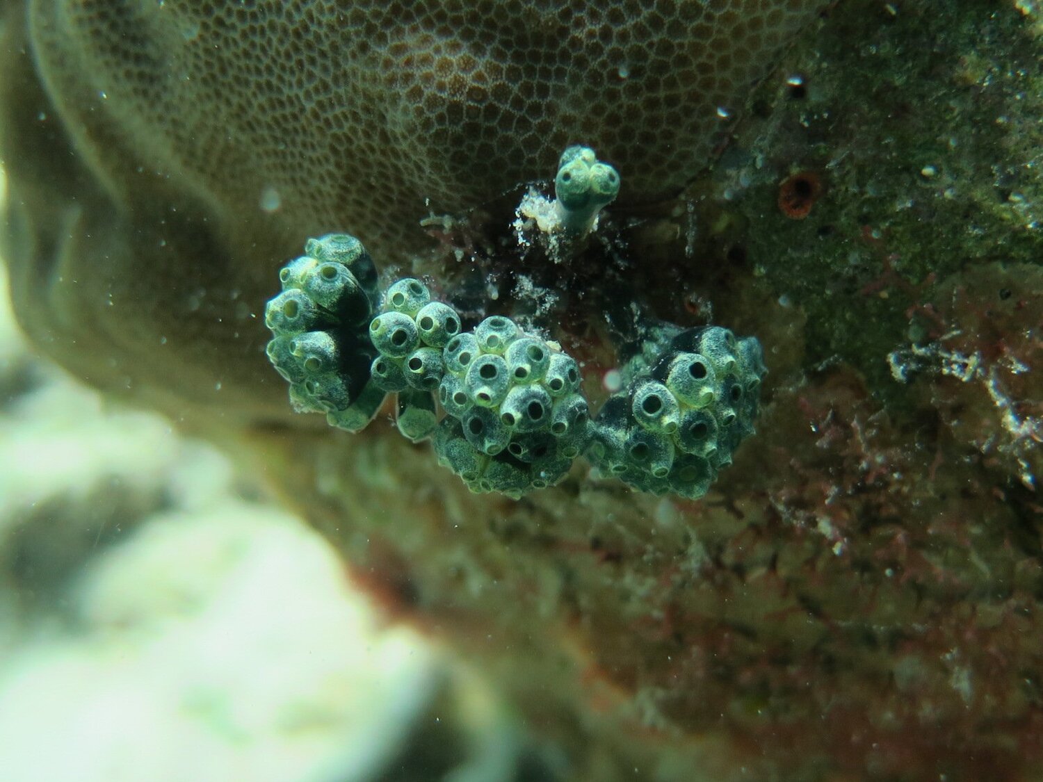 tunicates