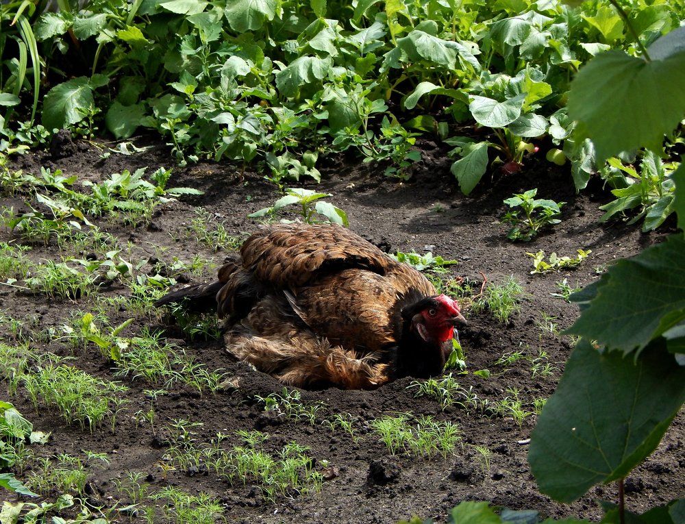 Укропные ванны