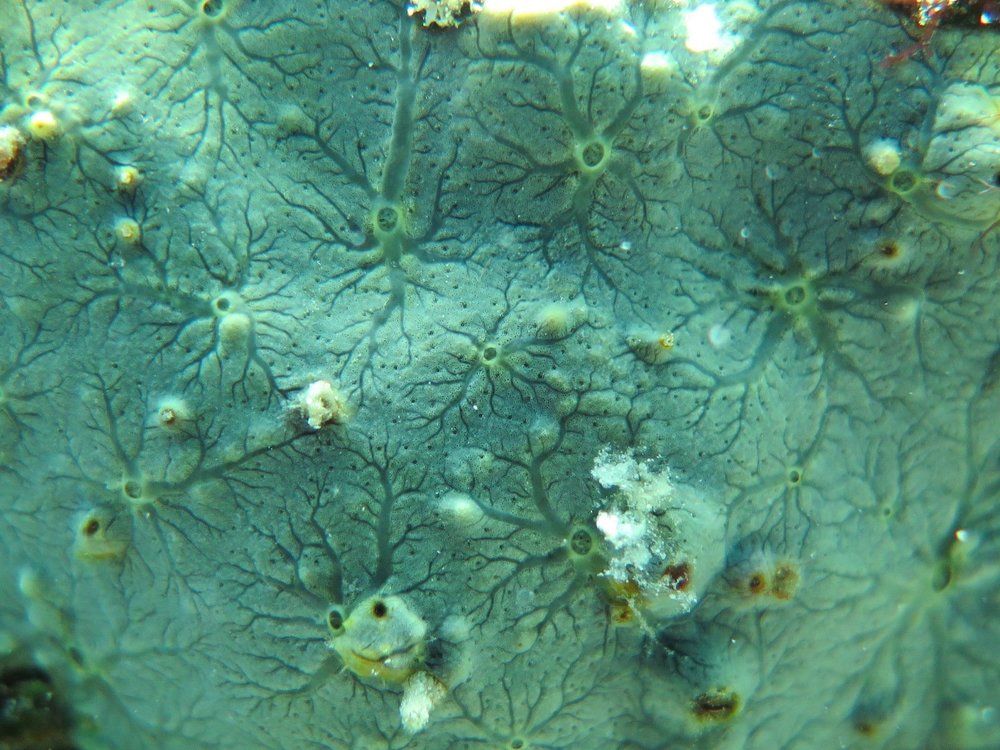 topography of corals