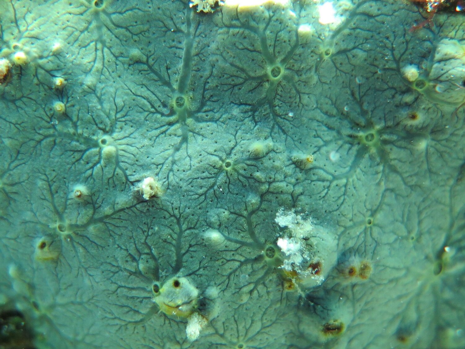 topography of corals