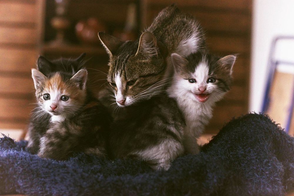 cats