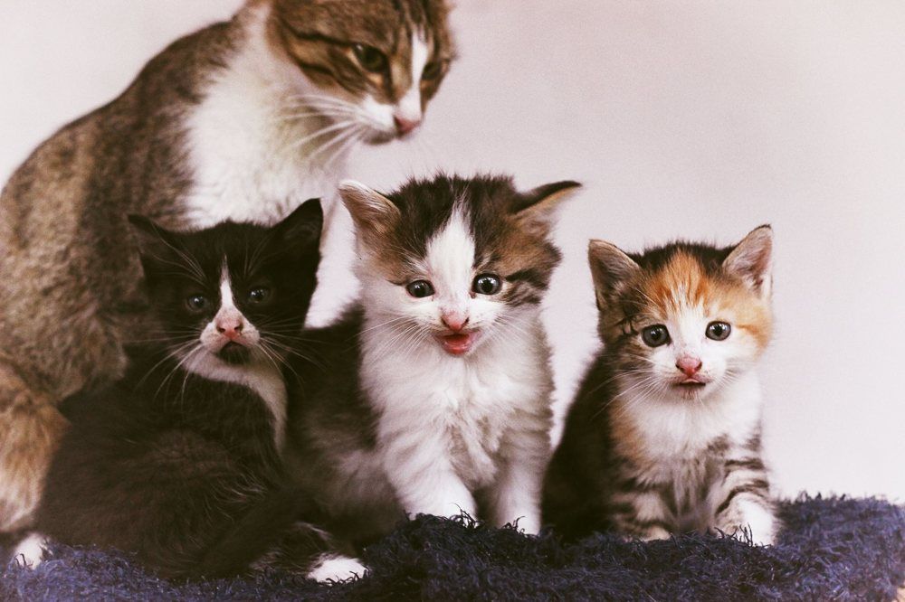 cats