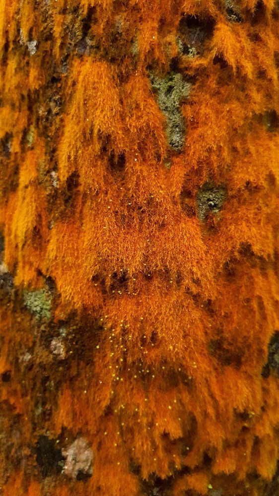Moss on a tree trunk