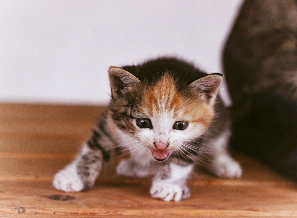 cats