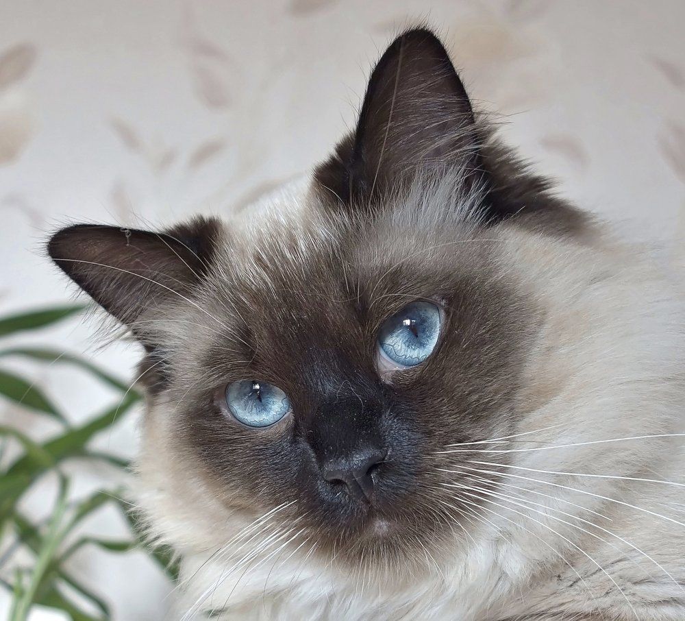 Марсик строит глазки...