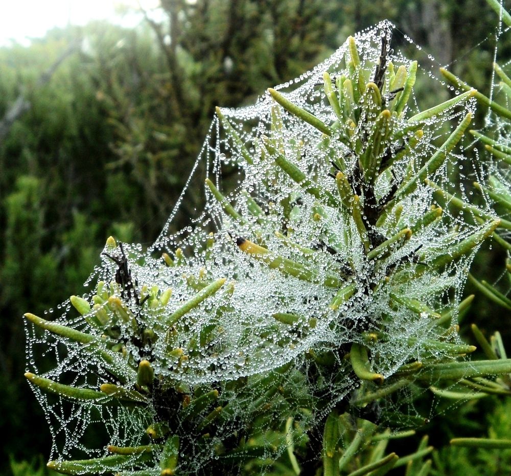 Природы филигрань