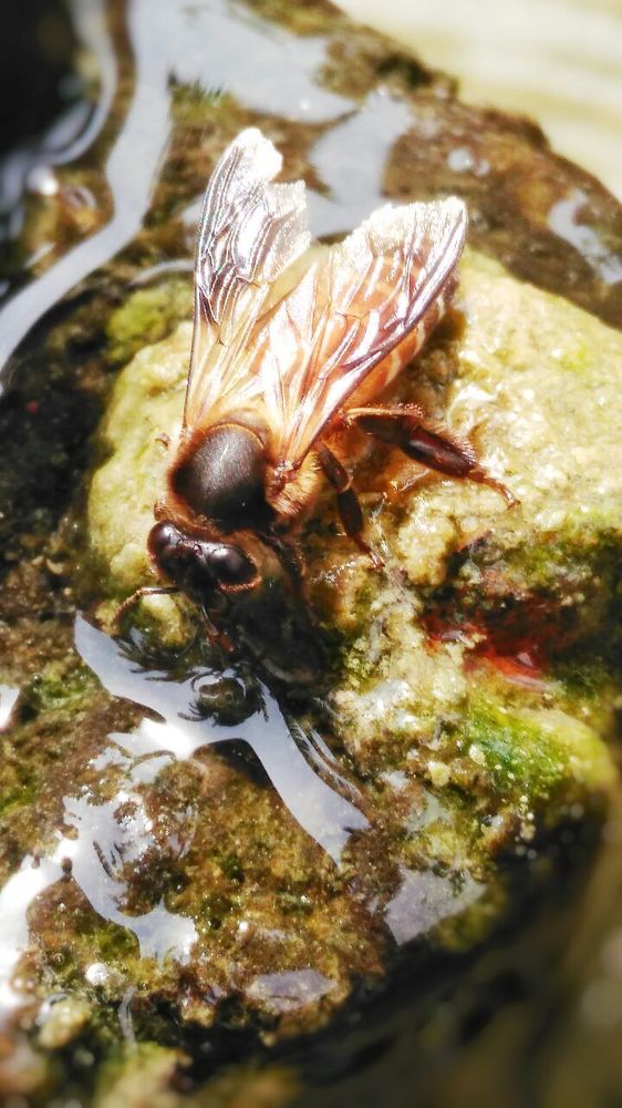 The thirsty honey bee