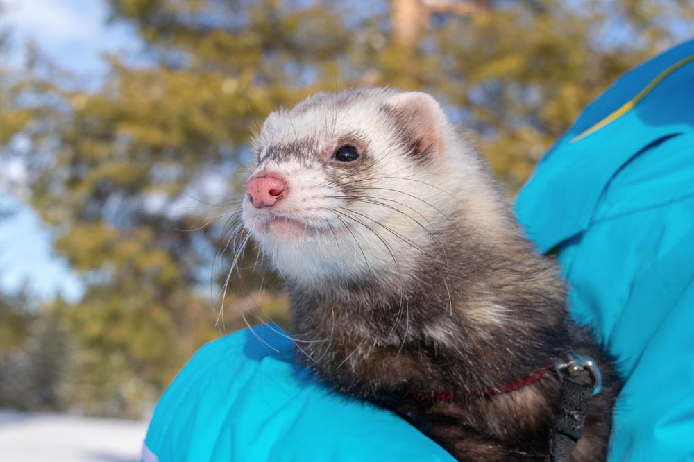 Хорек на прогулке...