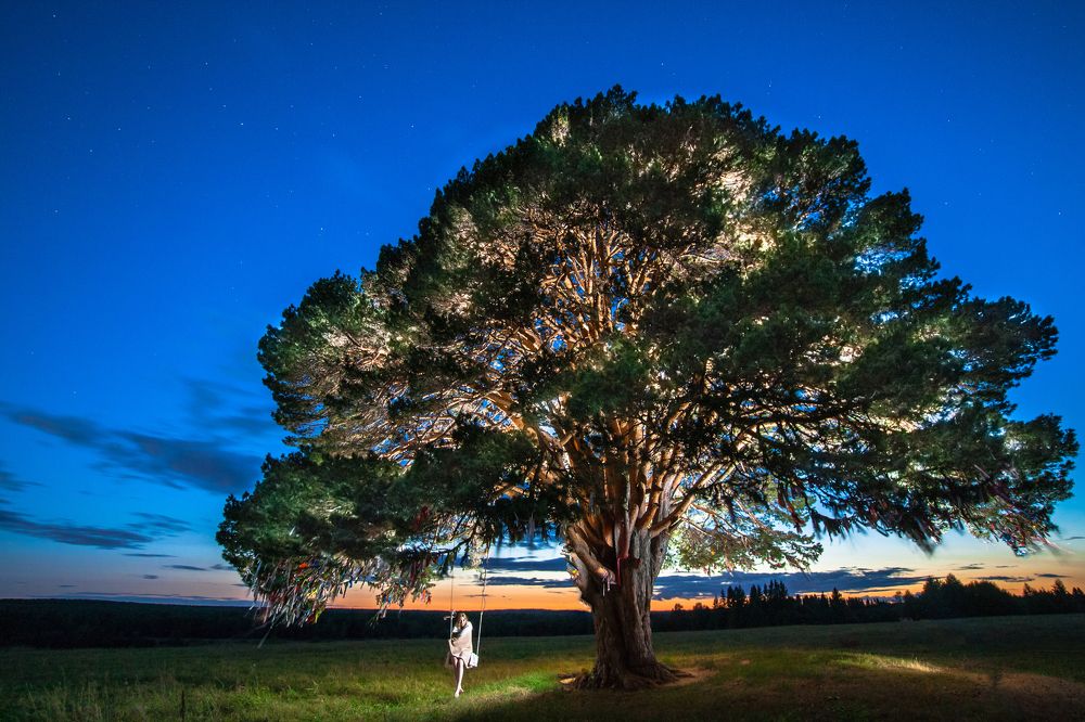 У одинокого дерева