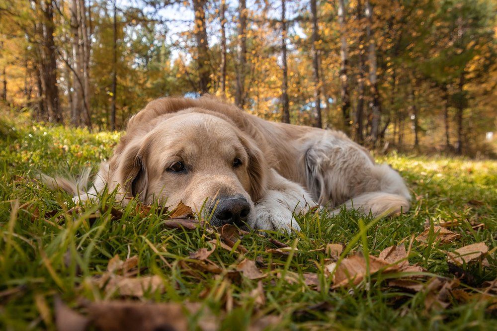 Осенняя грусть