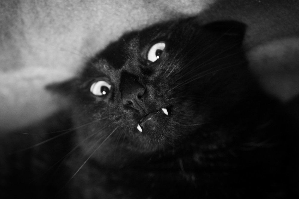 Photo #2557537