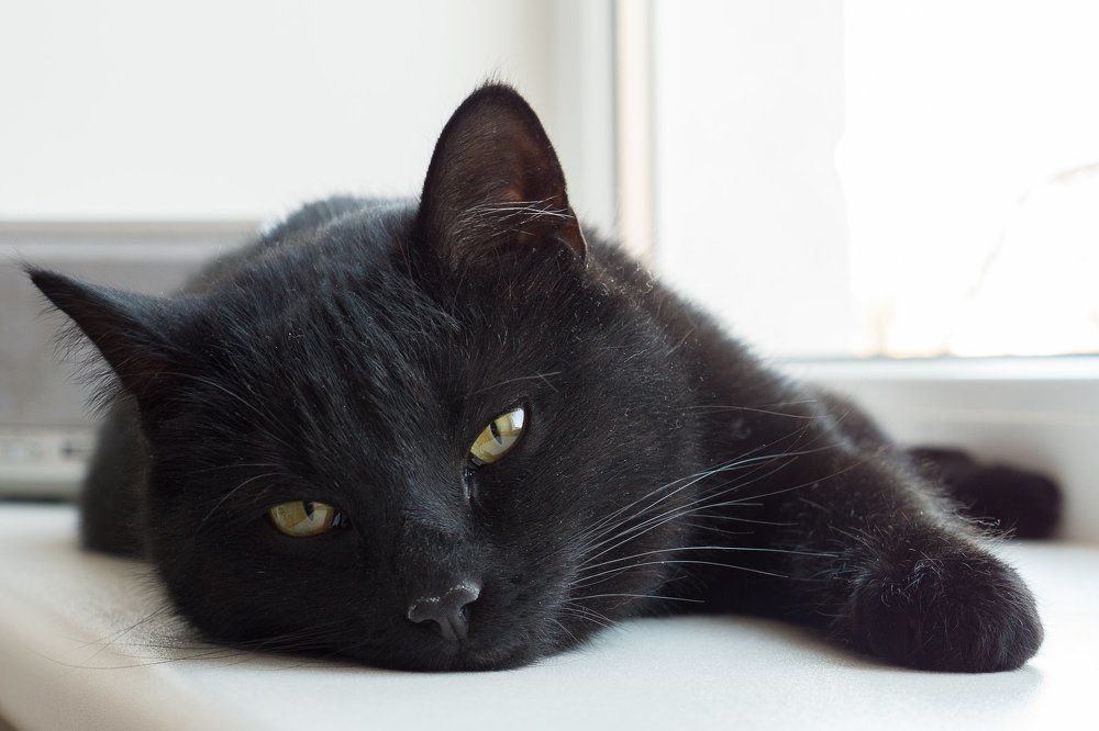 Photo #2557538