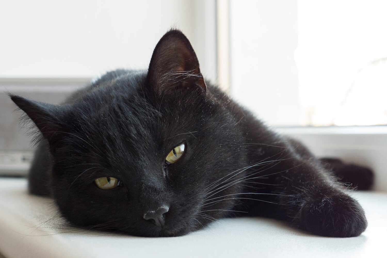 Photo #2557538